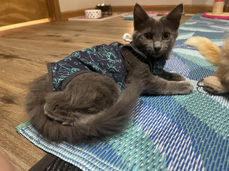 A baby large-sized female Gray / Blue / Silver Domestic Medium Hair cat named Eowyn for adoption in OVERLAND PARK, KS