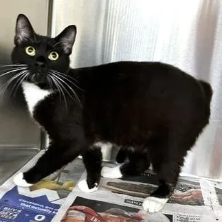 A young medium-sized male Black Domestic Short Hair cat named Court for adoption in Novelty, OH