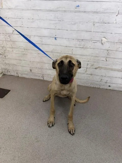 A young small-sized female Belgian Shepherd / Malinois dog named Jellybean for adoption in San Bernardino, CA