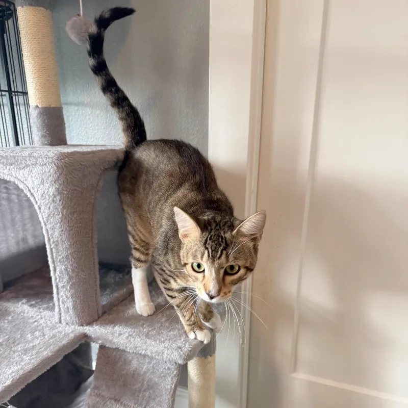 A young medium-sized male Brown / Chocolate Domestic Short Hair cat named Bubbles for adoption in Port Neches, TX