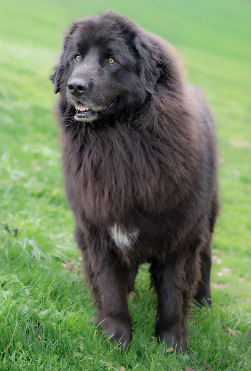 An adult extra large-sized female Newfoundland Dog dog named Helga & Boris for adoption in Nashville, TN
