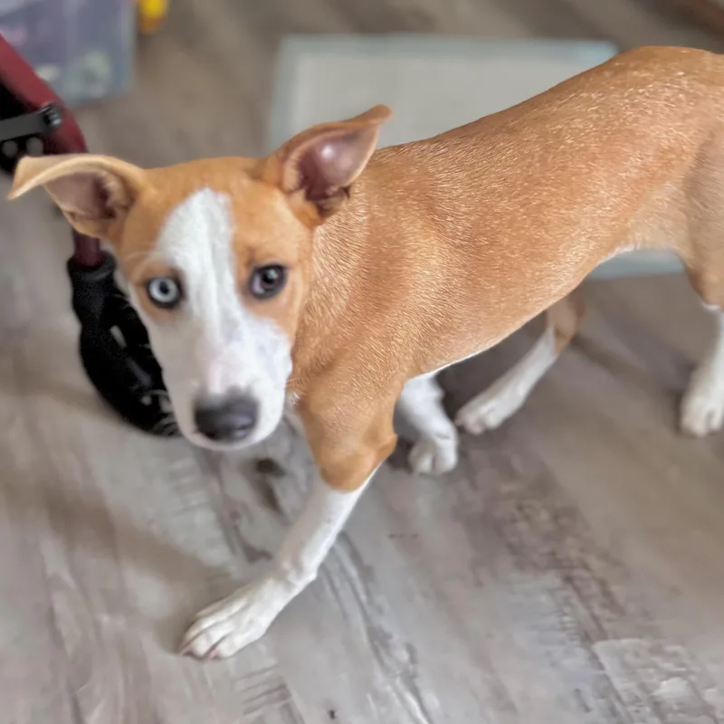 Josie thumbnail 5