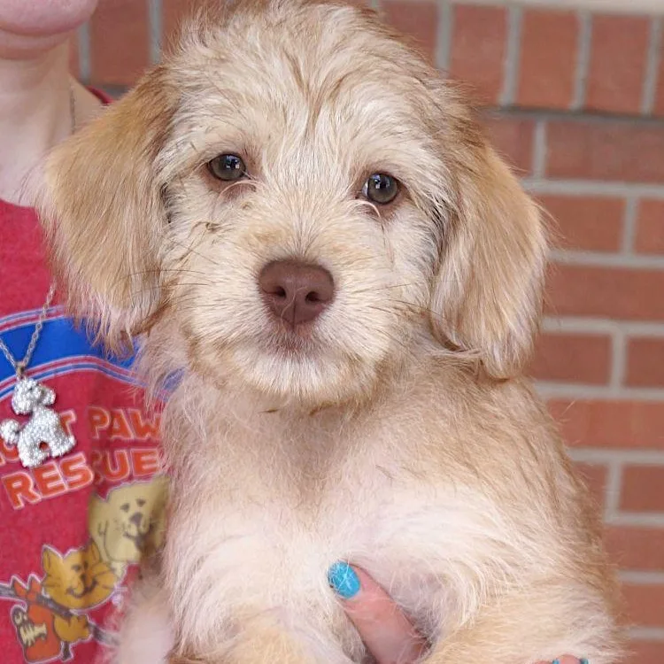 A young small-sized female Apricot / Beige Maltese dog named Blizzard for adoption in Carrollton, TX
