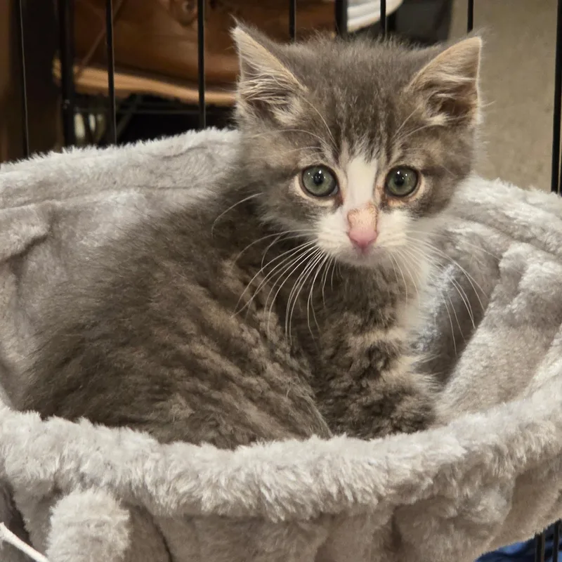 A baby medium-sized male Gray & White Domestic Short Hair cat named Iskari for adoption in Moriches, NY