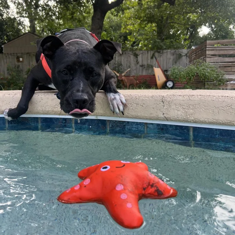 An adult large-sized male Black Pit Bull Terrier dog named Dandelion for adoption in Austin, TX