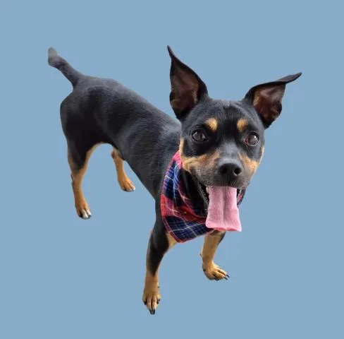 An adult small-sized male Chihuahua dog named Blackie for adoption in Bakersfield, CA