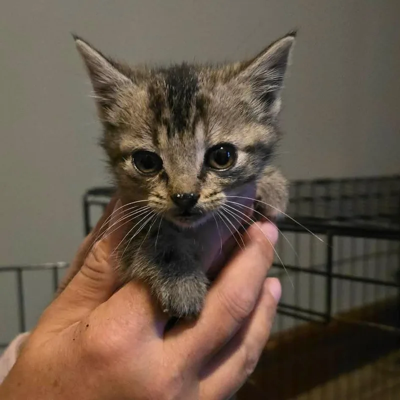 A baby small-sized female Black Domestic Short Hair cat named Relic for adoption in Watertown, NY