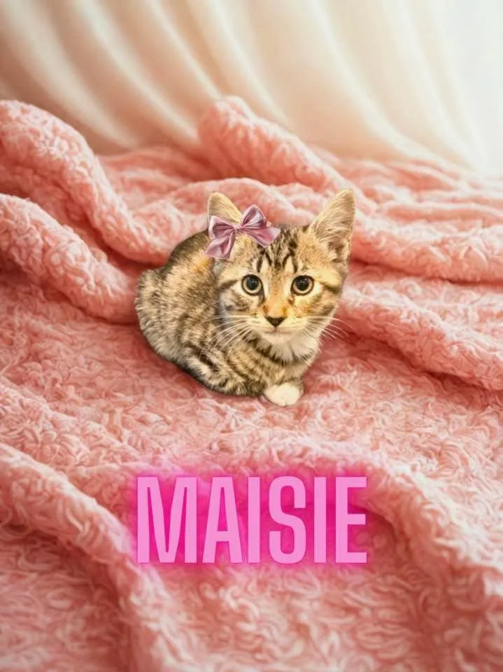 A baby medium-sized female Tabby (Brown / Chocolate) Domestic Short Hair cat named Maisie for adoption in Great Mills, MD