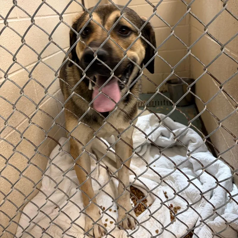 A young large-sized male Yellow / Tan / Blond / Fawn Mixed Breed dog named Jacob Marley for adoption in Charleston, WV