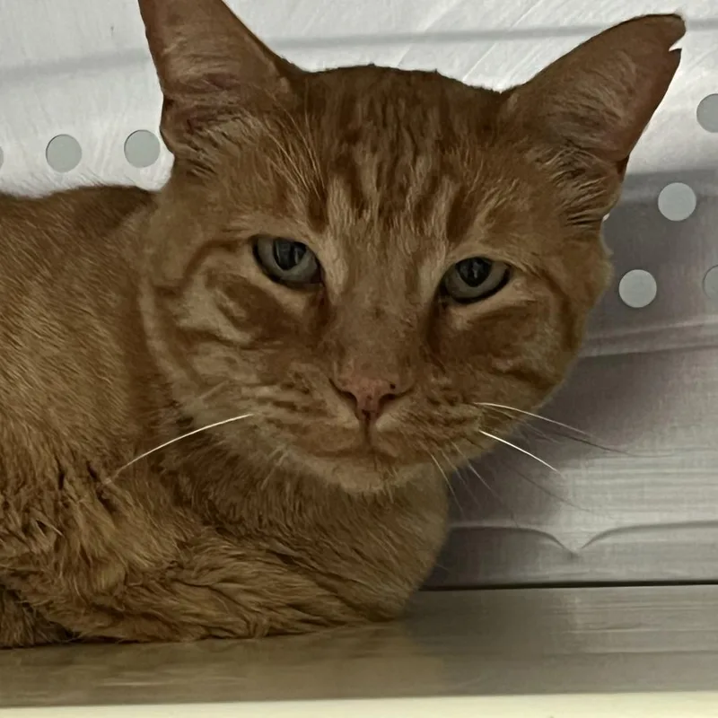 An adult large-sized male Orange / Red Domestic Short Hair cat named Leonard for adoption in Taos, NM