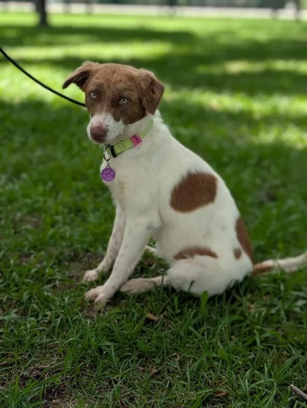 An adult medium-sized female White / Cream Australian Shepherd dog named Montana for adoption in Aiken, SC