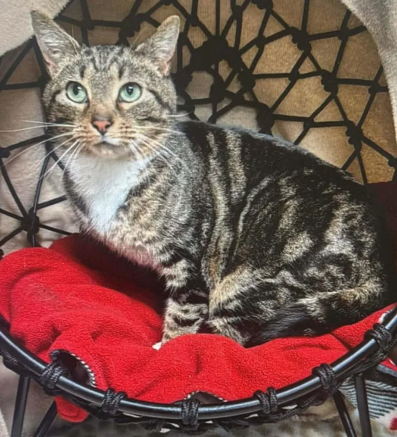 A young large-sized female Domestic Short Hair cat named Anna Marie for adoption in Dalton, GA