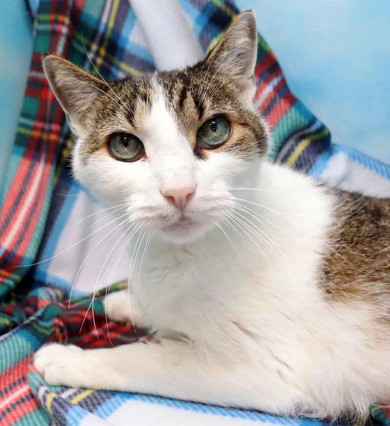 A senior medium-sized male Tabby (Brown / Chocolate) Domestic Short Hair cat named Cubbie for adoption in Tierra Verde, FL