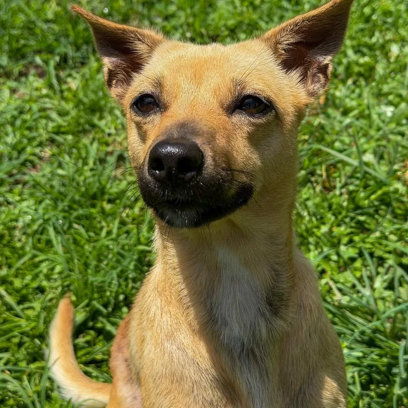 An adult small-sized female Yellow / Tan / Blond / Fawn Mixed Breed dog named Flute for adoption in Keaau, HI