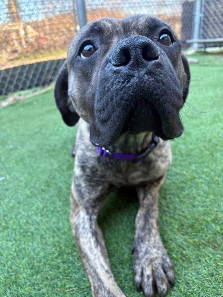 Jellybean thumbnail 2