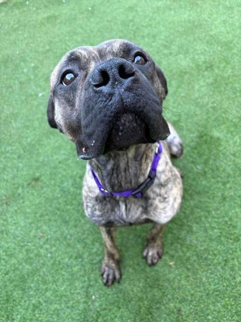 Jellybean thumbnail 3