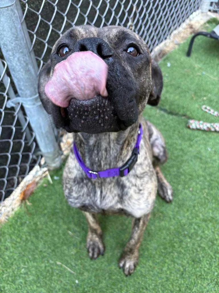 Jellybean thumbnail 4