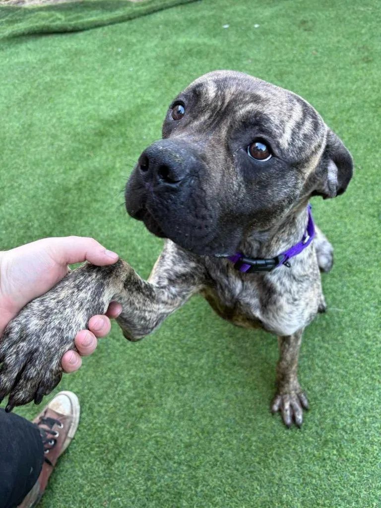 Jellybean thumbnail 5