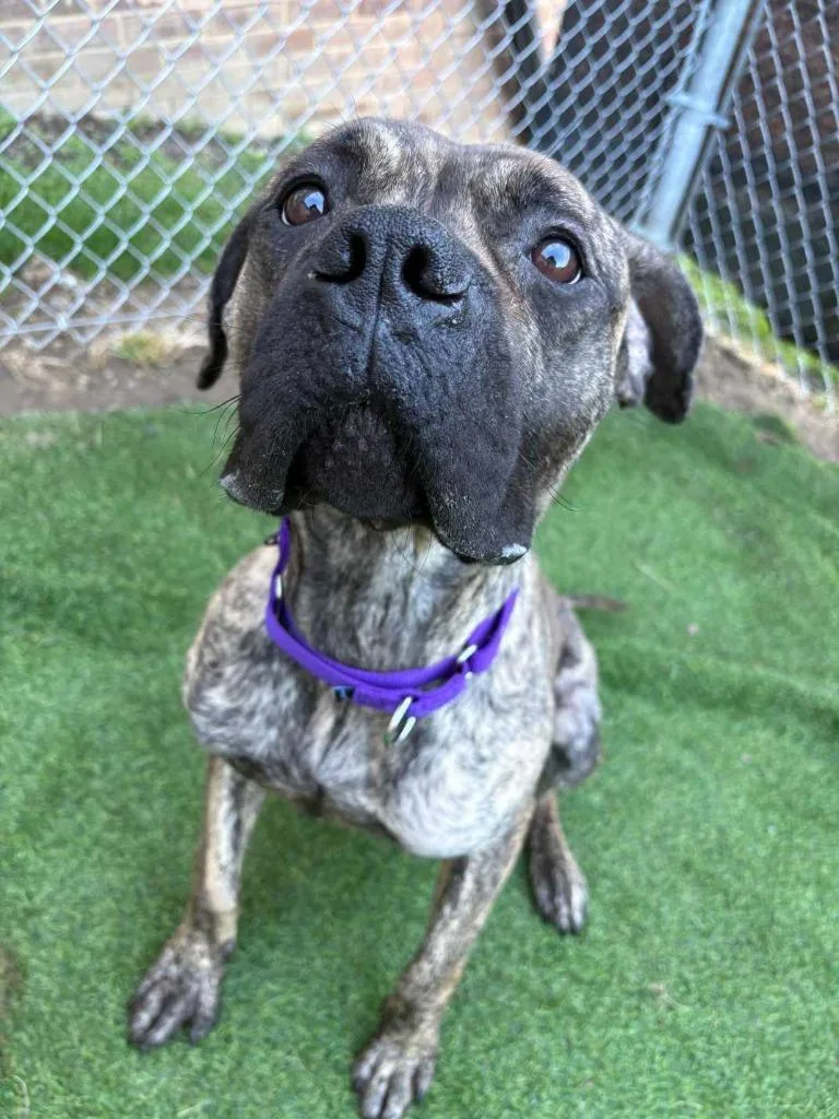 Jellybean thumbnail 6