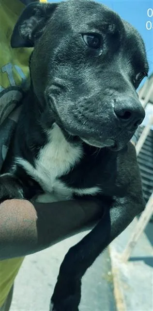 A young medium-sized male Pit Bull Terrier dog named Umbra for adoption in Augusta, GA