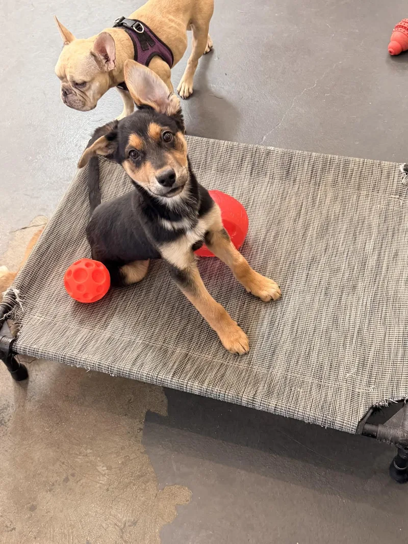 A baby medium-sized male Australian Shepherd dog named Sonny for adoption in Las Vegas, NV