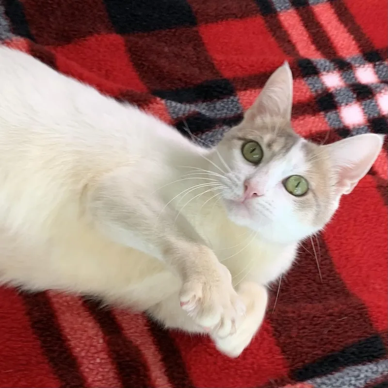 A young medium-sized female White Domestic Short Hair cat named Marney for adoption in Liverpool, TX