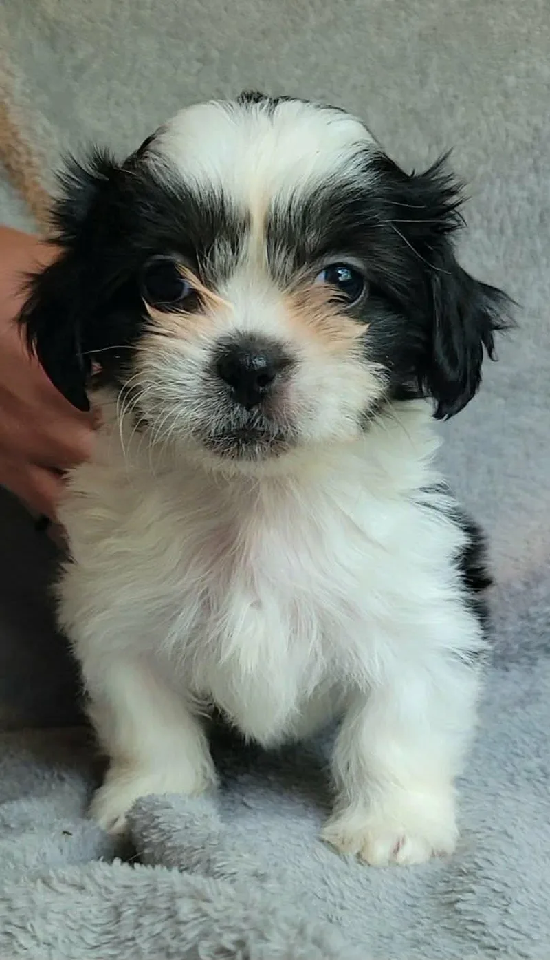 A baby small-sized female Shih Tzu dog named Miso for adoption in China Township, MI