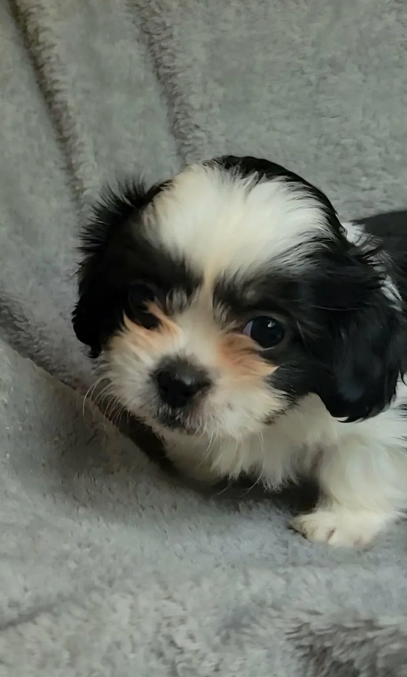 Miso thumbnail 2