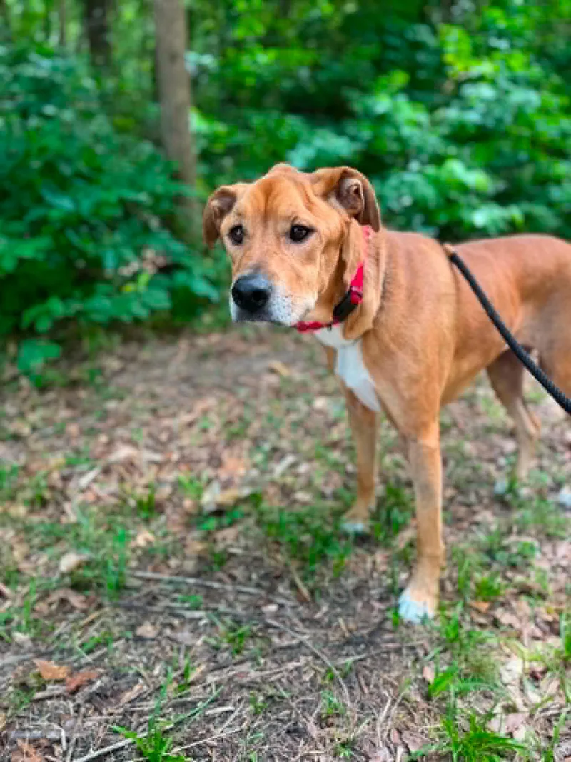 An adult medium-sized female Mixed Breed dog named Zara for adoption in Shelburne, VT