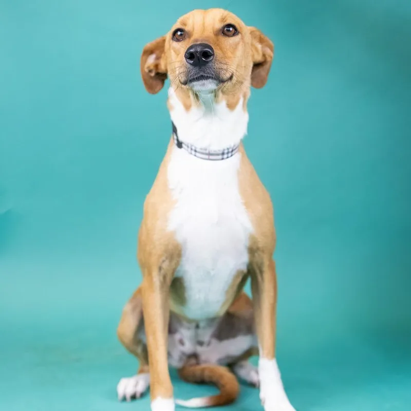 A young medium-sized female Red / Chestnut / Orange Mixed Breed dog named Luna for adoption in Portland, OR