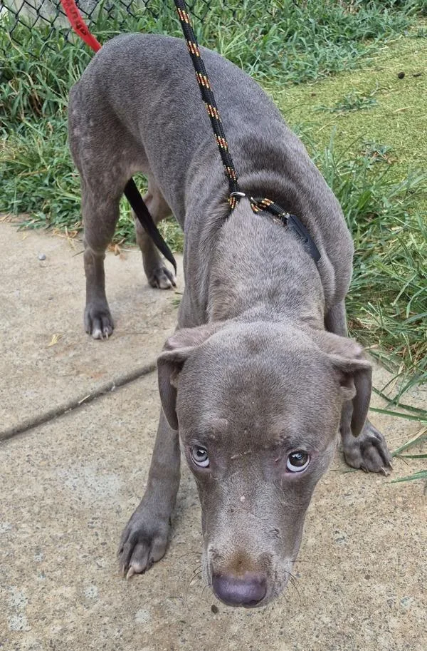 A young medium-sized male Labrador Retriever dog named Ic Roni for adoption in Lawrenceville, GA