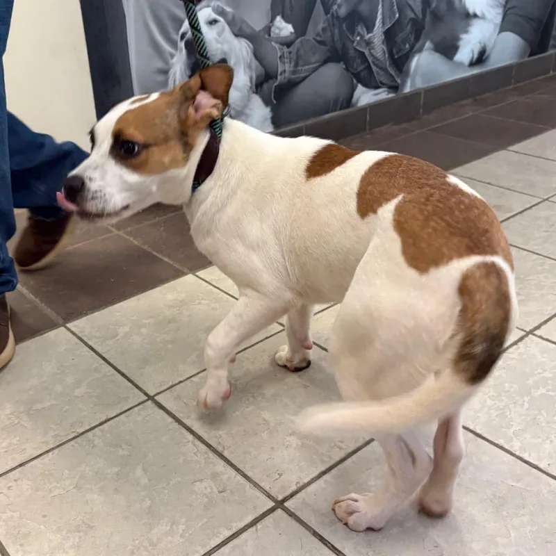 A young medium-sized male Yellow / Tan / Blond / Fawn Mixed Breed dog named Mater for adoption in Springboro, OH