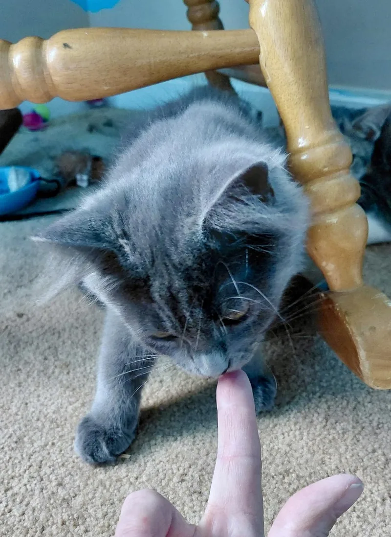 A baby medium-sized male Gray / Blue / Silver Domestic Long Hair cat named Phoenix for adoption in Cincinnati, OH