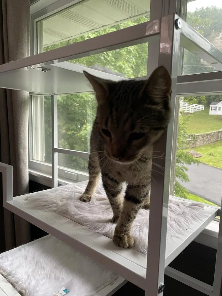 A young medium-sized male Brown / Chocolate Domestic Short Hair cat named Arlo for adoption in Olyphant, PA