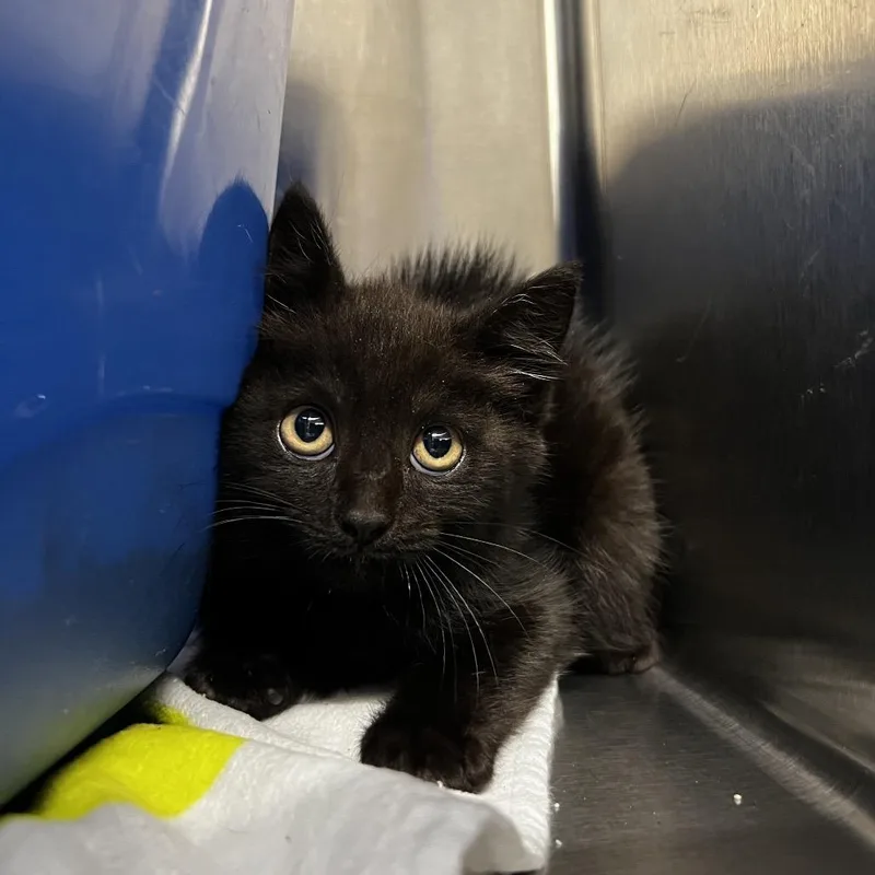 A baby small-sized male Black Domestic Short Hair cat named Randy for adoption in Harrisville, WV