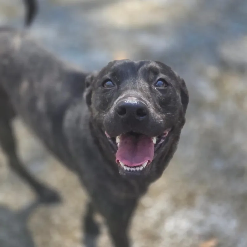 A young medium-sized female Brindle Mixed Breed dog named Gizmo for adoption in Charleston, WV