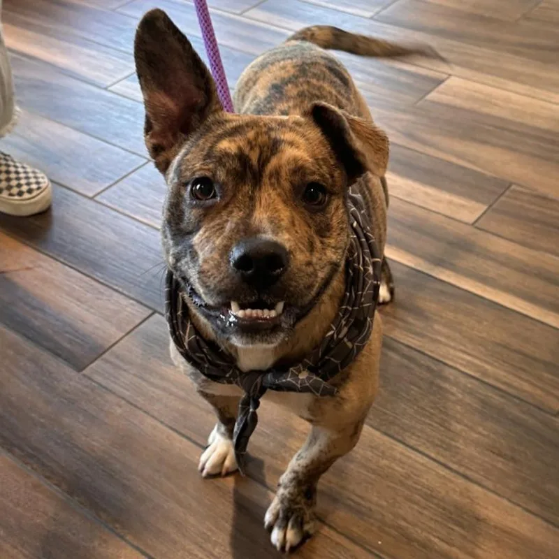 A young medium-sized male Brown / Chocolate Pit Bull Terrier dog named Cletus for adoption in Reno, NV