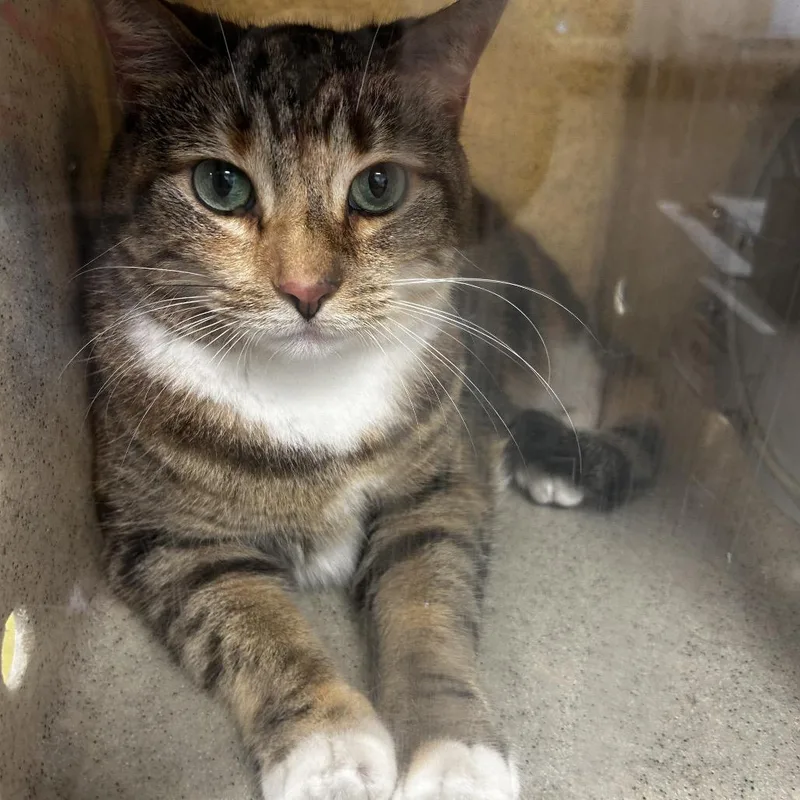 An adult large-sized female Brown / Chocolate Domestic Short Hair cat named Mousse for adoption in Philadelphia, PA