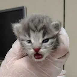 A baby small-sized male Gray / Blue / Silver Domestic Short Hair cat named Lunchable for adoption in South Elgin, IL