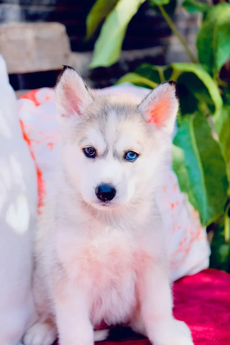 A baby large-sized female Siberian Husky dog named Babylon for adoption in San Diego, CA