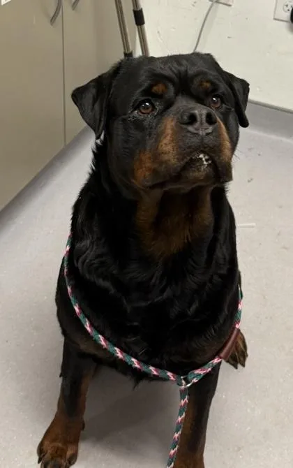 An adult large-sized female Rottweiler dog named Skye for adoption in West Chester, PA
