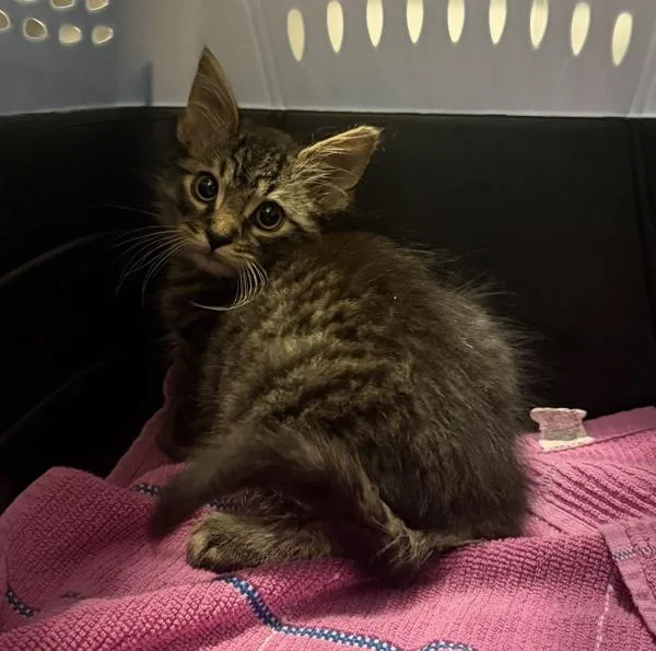 A baby medium-sized male Domestic Long Hair cat named Chef for adoption in Escondido, CA
