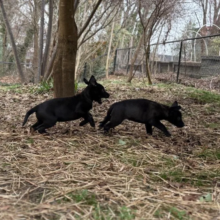 Midnight thumbnail 4