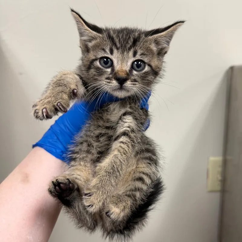 A baby small-sized male Domestic Short Hair cat named Bingsu for adoption in Birmingham, AL