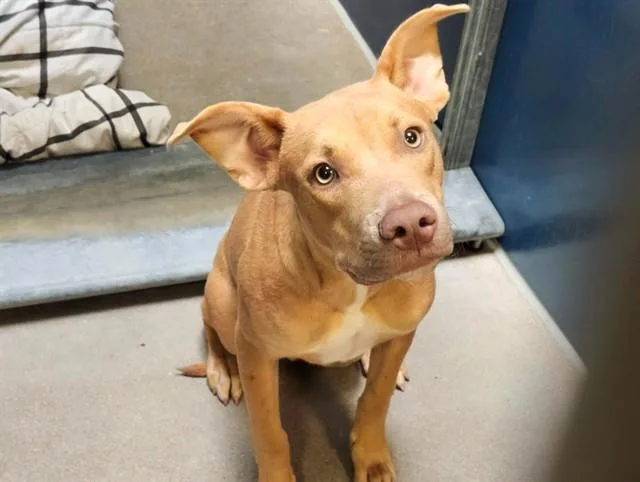 A young large-sized male Pit Bull Terrier dog named Toofer for adoption in Phoenix, AZ