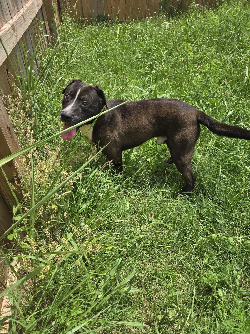 An adult large-sized male American Staffordshire Terrier dog named Richard for adoption in Jackson, MS