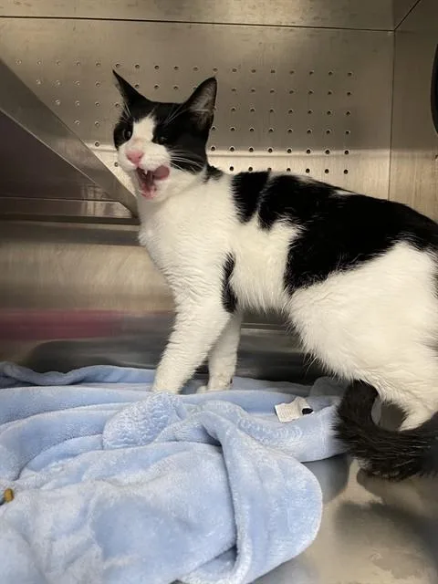 A young medium-sized male Domestic Short Hair cat named Lazlo for adoption in Killeen, TX