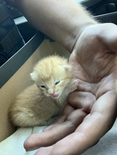 A baby small-sized male Domestic Short Hair cat named Garfield for adoption in Dallas, TX