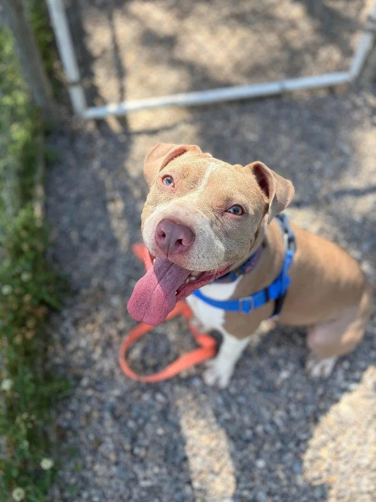 A young medium-sized female American Staffordshire Terrier dog named Sienna for adoption in Sayreville, NJ