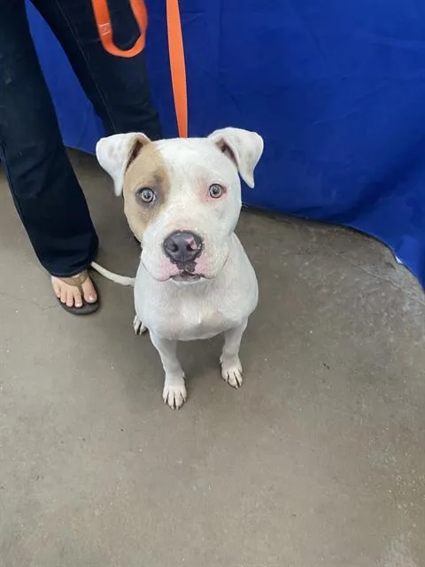 A young large-sized female Mixed Breed dog named Holly for adoption in Dallas, TX